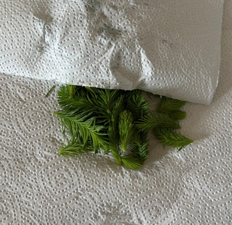 Fichtennadellikör